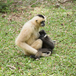 Monkey sitting on grass