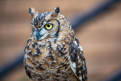 Close-up portrait of owl