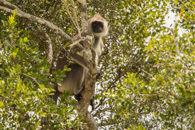 Low angle view of monkey sitting on tree in forest