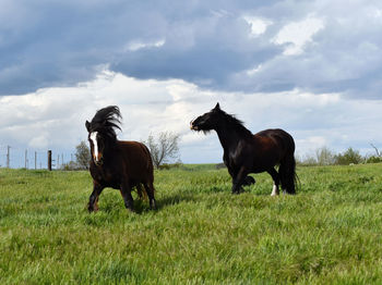 Horses in a field