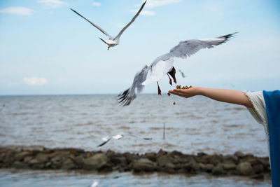 Cropped image of hand feeding black-headed gull against sea