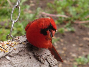 Close-up of bird perching outdoors