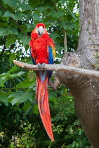 Butterfly perching on a branch