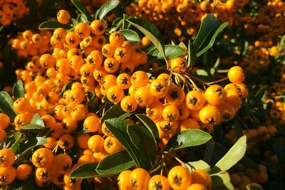 Close-up of green leaves