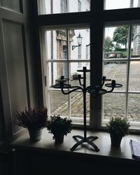 Potted plants on table at home