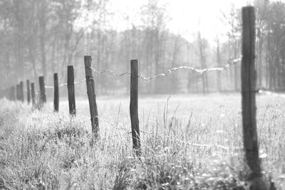 Fence on field in foggy weather