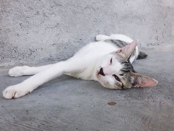 High angle view of cat sleeping