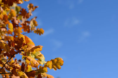 Low angle view of yellow flowering plant against blue sky