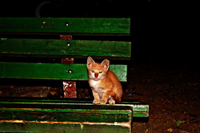 Portrait of cat sitting outdoors