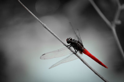 Close-up of dragonfly on twig