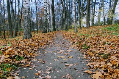 Scenic view of forest during autumn