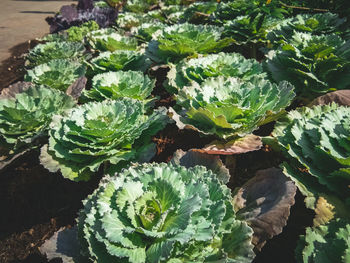 High angle view of succulent plants