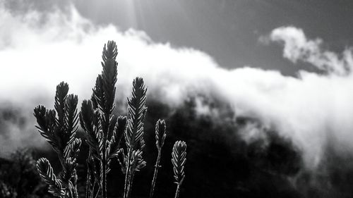 Close-up of plants growing against sky