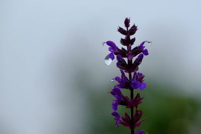 Close-up of purple flowering plant