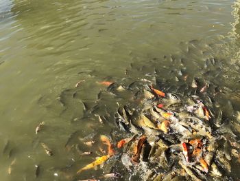 High angle view of koi carps swimming in lake