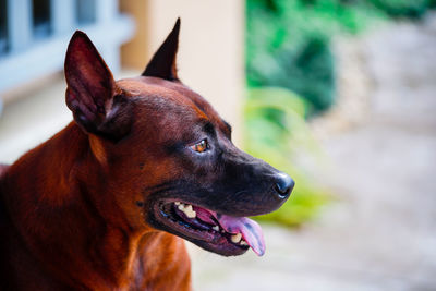 Ridgeback thai brown dog close-up at face. young doggy show tongue sit and look outdoor.