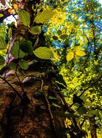 Low angle view of tree