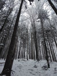 Low angle view of trees in forest during winter