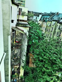 Trees and building in city