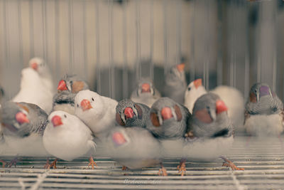 Flock of birds in cage