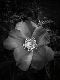 Close-up of flower blooming outdoors