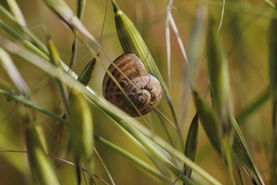 Close-up of snail on grass