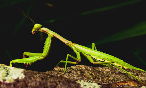 Close-up of insect on leaf