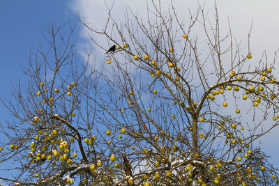 Low angle view of bird perching on tree against sky