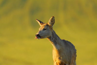 Close-up side view of deer