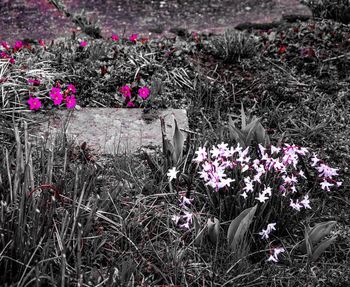 Pink flowers blooming on field