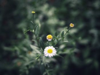 Close-up of yellow flowering plant