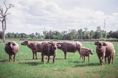 Horses on a field buffalo on the fields