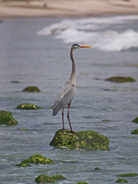 High angle view of gray heron perching on water