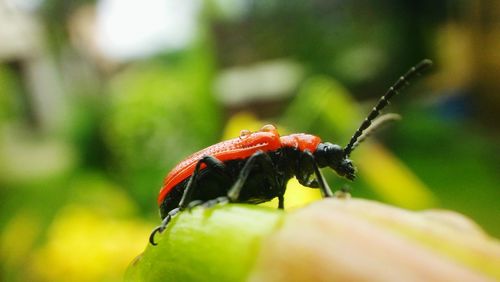 Close-up of insect on leaf