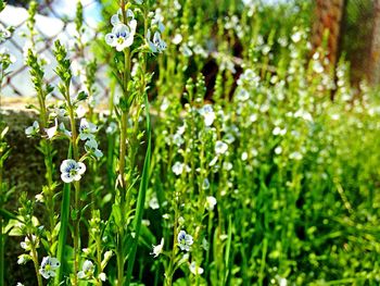 Close-up of flowers blooming in spring