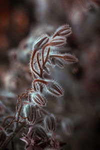 Close-up of dry plant
