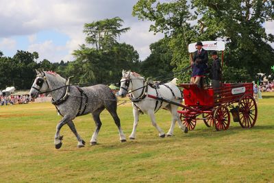 Horse cart on field
