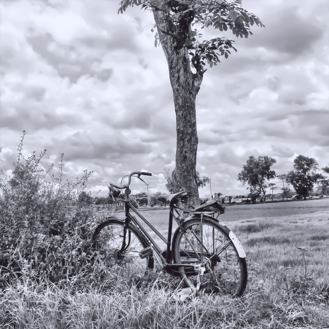 tree, sky, cloud - sky, field, bicycle, grass, cloudy, landscape, tranquility, growth, cloud, transportation, nature, day, bare tree, land vehicle, tranquil scene, fence, branch, no people