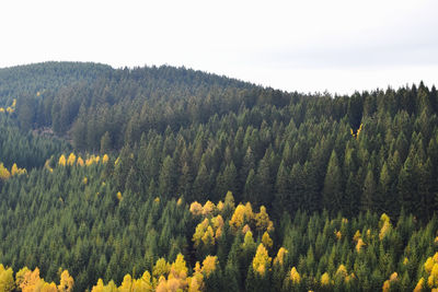 Aerial view of trees in forest during autumn