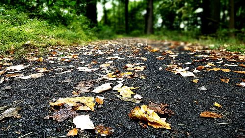 Surface level of dry leaves on road in forest