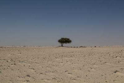 Single tree on sand against clear sky