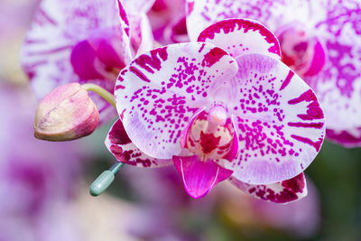 Close-up of pink flowering plant