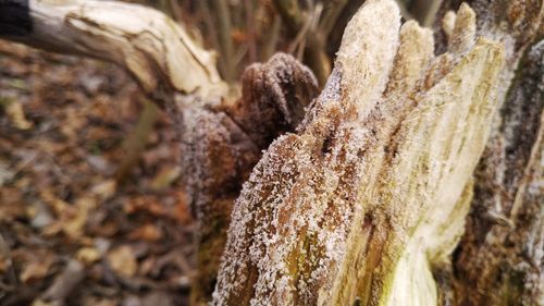 Close-up of tree trunk during winter