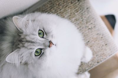 High angle portrait of cat sitting at home