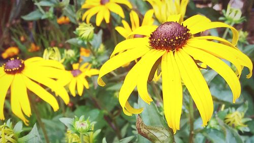 Close-up of yellow flower