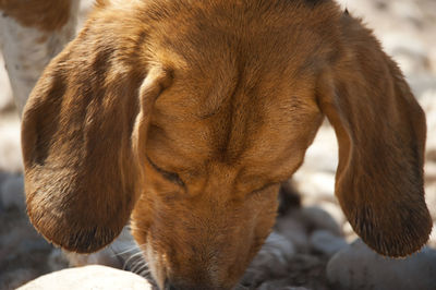 Close-up of dog