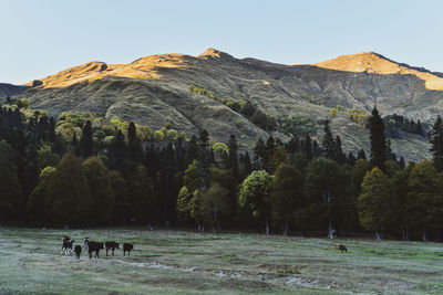 View of a cows on mountain