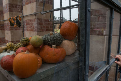 Close-up of pumpkins at tyntesfield seen through glass window