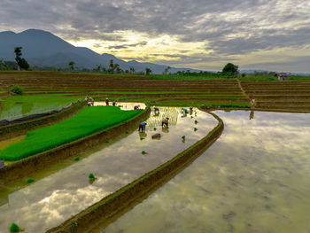 Scenic view of agricultural field against sky