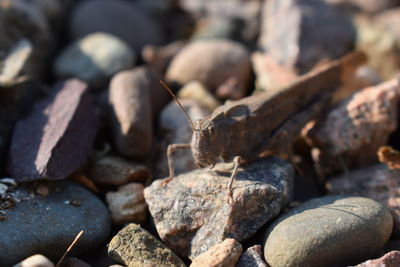 Close-up of stones on rock